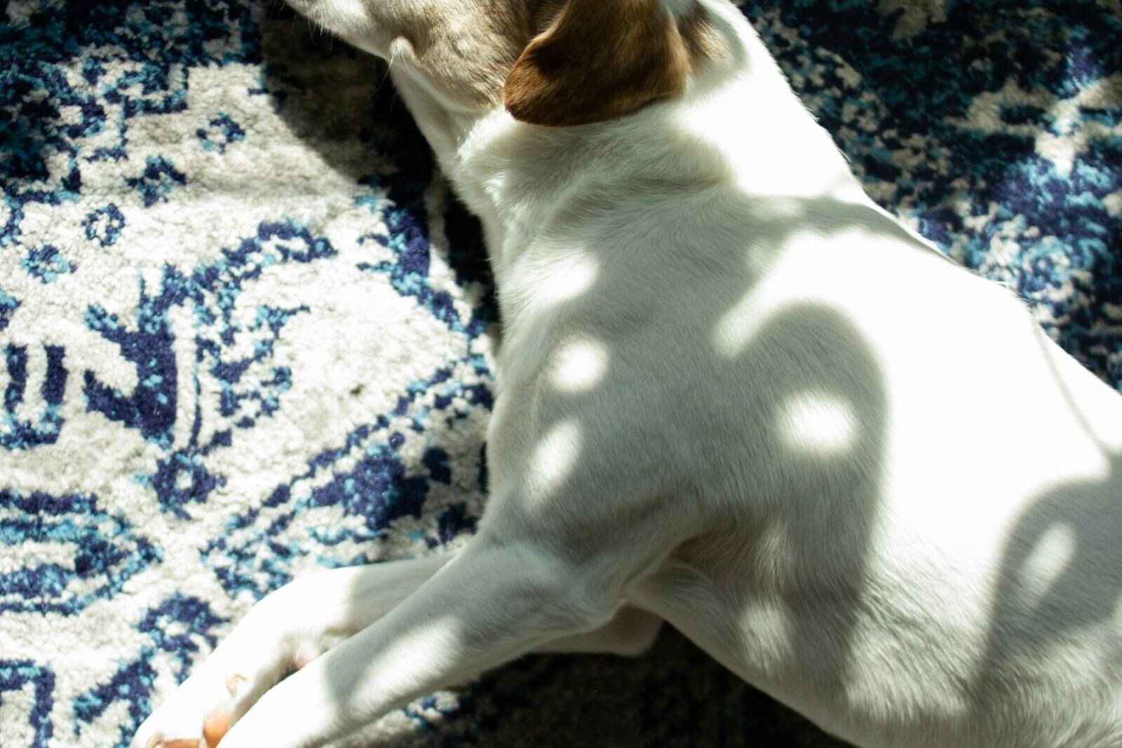 Desenli halının üzerinde yatan köpek